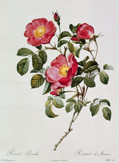 Les Roses de Thory. Rosa Pumilia von Pierre Joseph Redouté